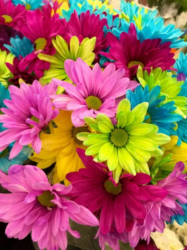10 Flowers That Bloom in Summer Season