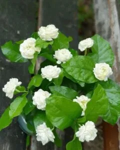 Best Season for Jasmine Mogra Plant