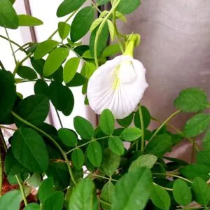 Secret Tips To Get Flowering in White Aparajita