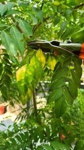 Curry leaf yellow pruning