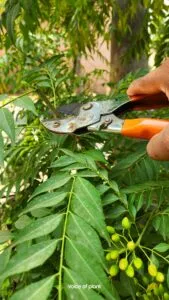 Curry stem pruning
