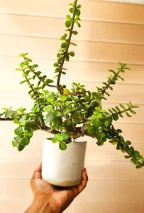 Jade plant healthy