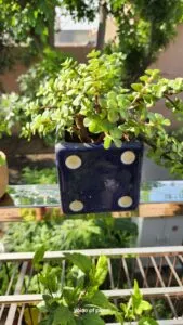 Jade plant in pot
