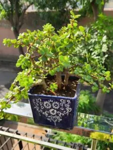 jade in sunny area