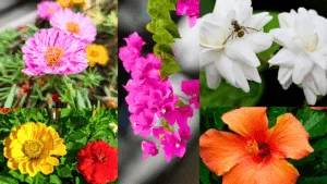 13 Best Flowers To Grow During Rainy Season