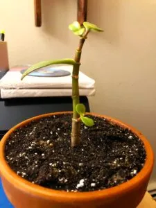 Jade plant cutting in coco peat