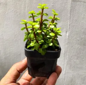 jade cutting in small pot