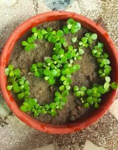 jade cutting in soil