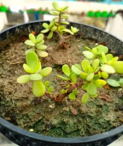 jade plant cuttings in soil