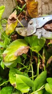 pruning of leaves of money plant dead leaves