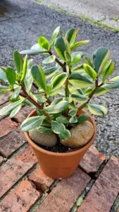 crassula ovata in pot 2