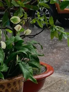 plants in rain pot 2