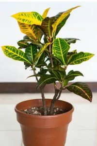 Croton plant