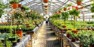 plant nursery