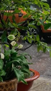plants in rain pot 2