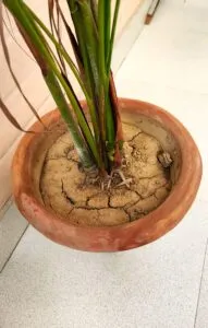soil dry
