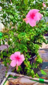 Hibiscus flower plant