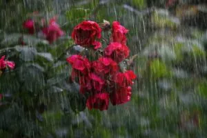 rain water flower