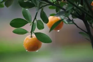 fruits in rain water