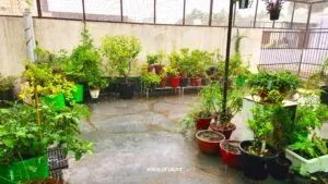 Plants In Rain