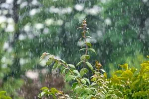 9 Reasons Why Rainwater is Best For Plants