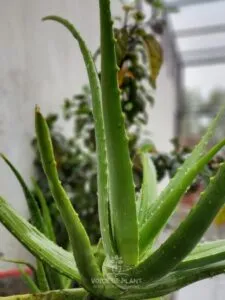 Aloe vera