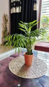 Where to Place Areca Palm for Healthy Growth