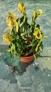 Why Do Plants Dry Up After Bringing Them Home from the Nursery?