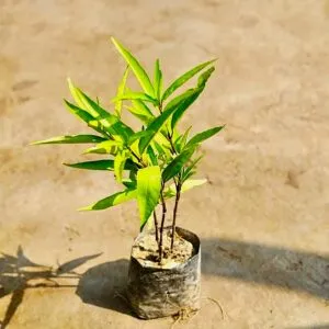 plant in grow bag