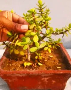 5 Mistakes That Can Kill Your Jade Plant