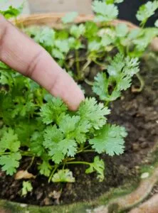 coriander powdery mildew