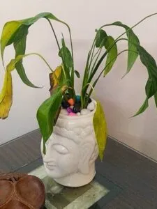 Peace Lily Leaves Drooping