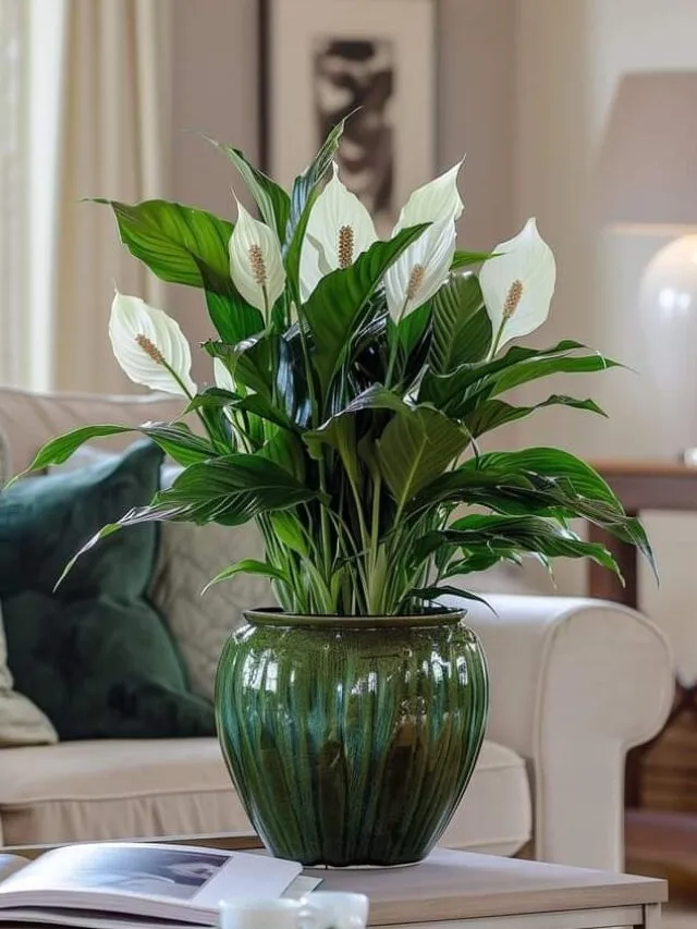 1 Kitchen Item Will Make Your Peace Lily Bloom