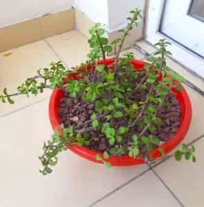 jade plant dull