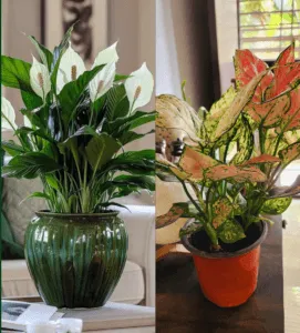 Peace Lily vs Aglaonema: Which Plant Is Best for Beginners?