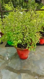 Tulsi bushy