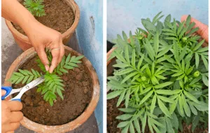 Pinching technique of Marigold