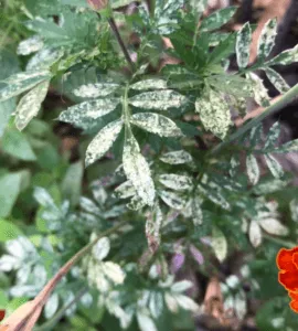 Powdery mildew on marigold
