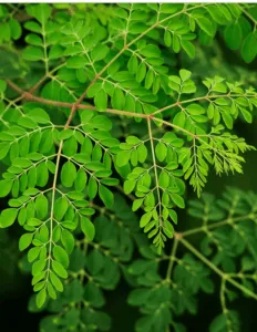 Drumstick Leaves