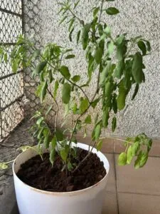 tulsi dull