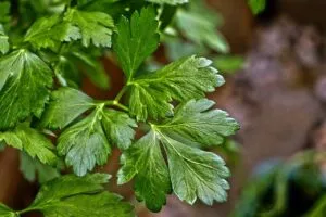 Parsley
