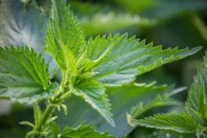 Nettle leaf