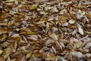 How to Make Leaf Compost at Home