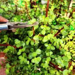 Jade Plant Pruning Tips