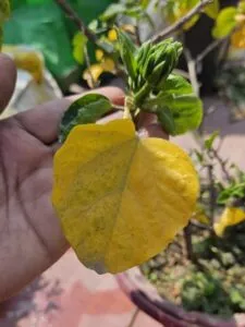 Hibiscus yellow leaves