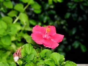 Common Hibiscus Problems & Solutions