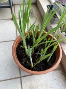 Rajnigandha in pot