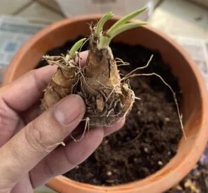 Tuberose bulbs