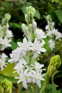 tuberose flowers