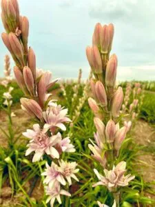 Tuberose (Rajnigandha)